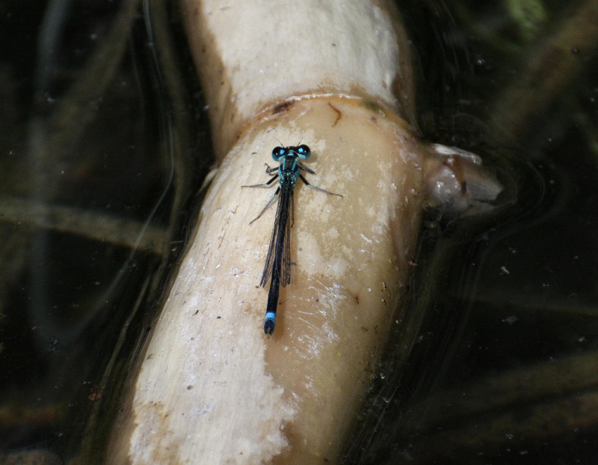 Platycnemis pennipes da confermare... no, Ischnura elegans